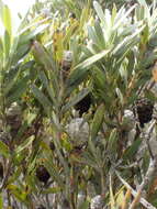 Image of Leucadendron meridianum Salter ex I. Williams