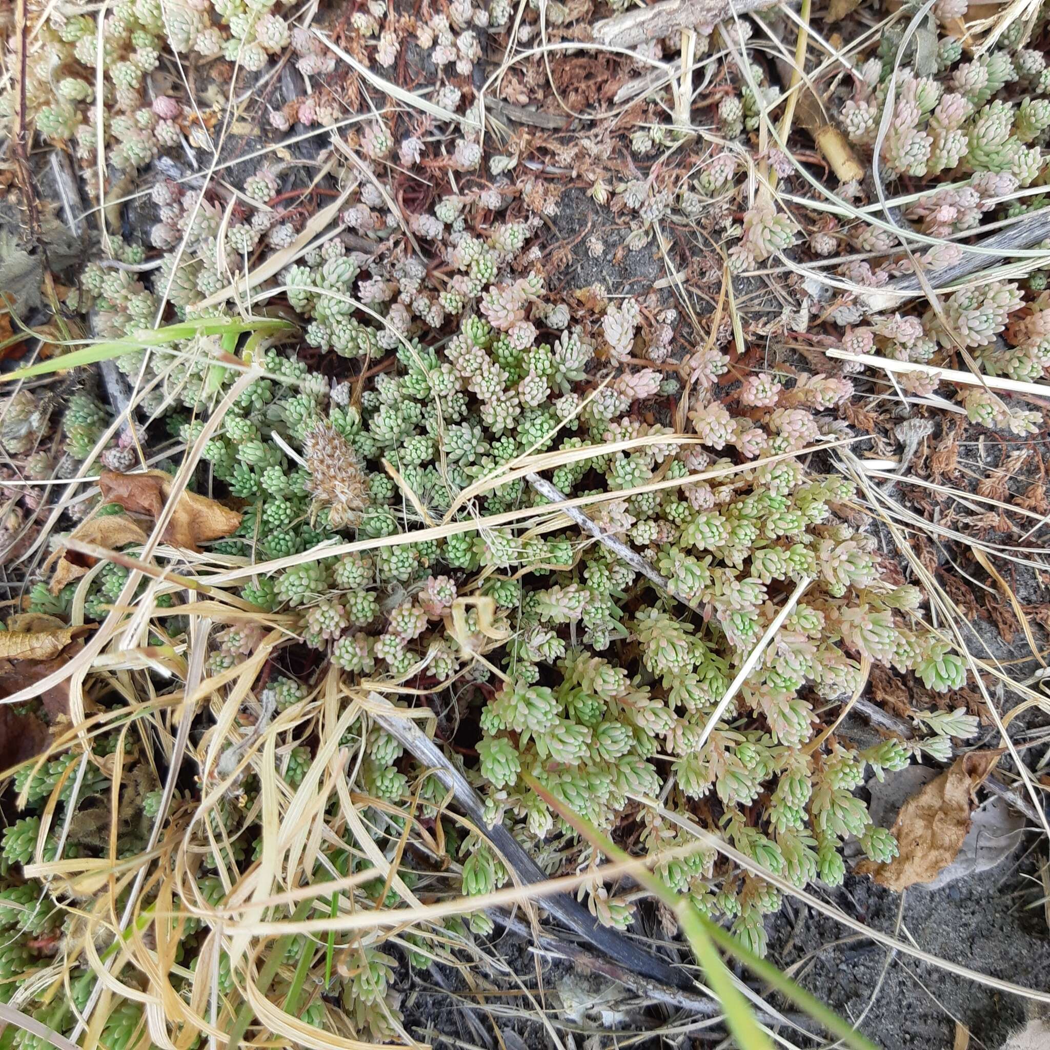 Sedum hispanicum L. resmi