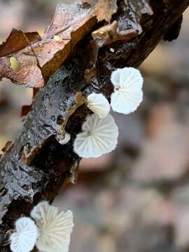 Image of Crepidotus cesatii (Rabenh.) Sacc. 1877