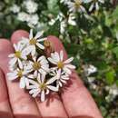 Image of Sticky daisy bush