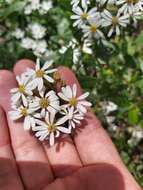 Image of Sticky daisy bush