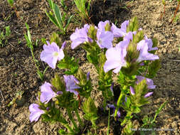 Plancia ëd Barleria monticola Oberm.