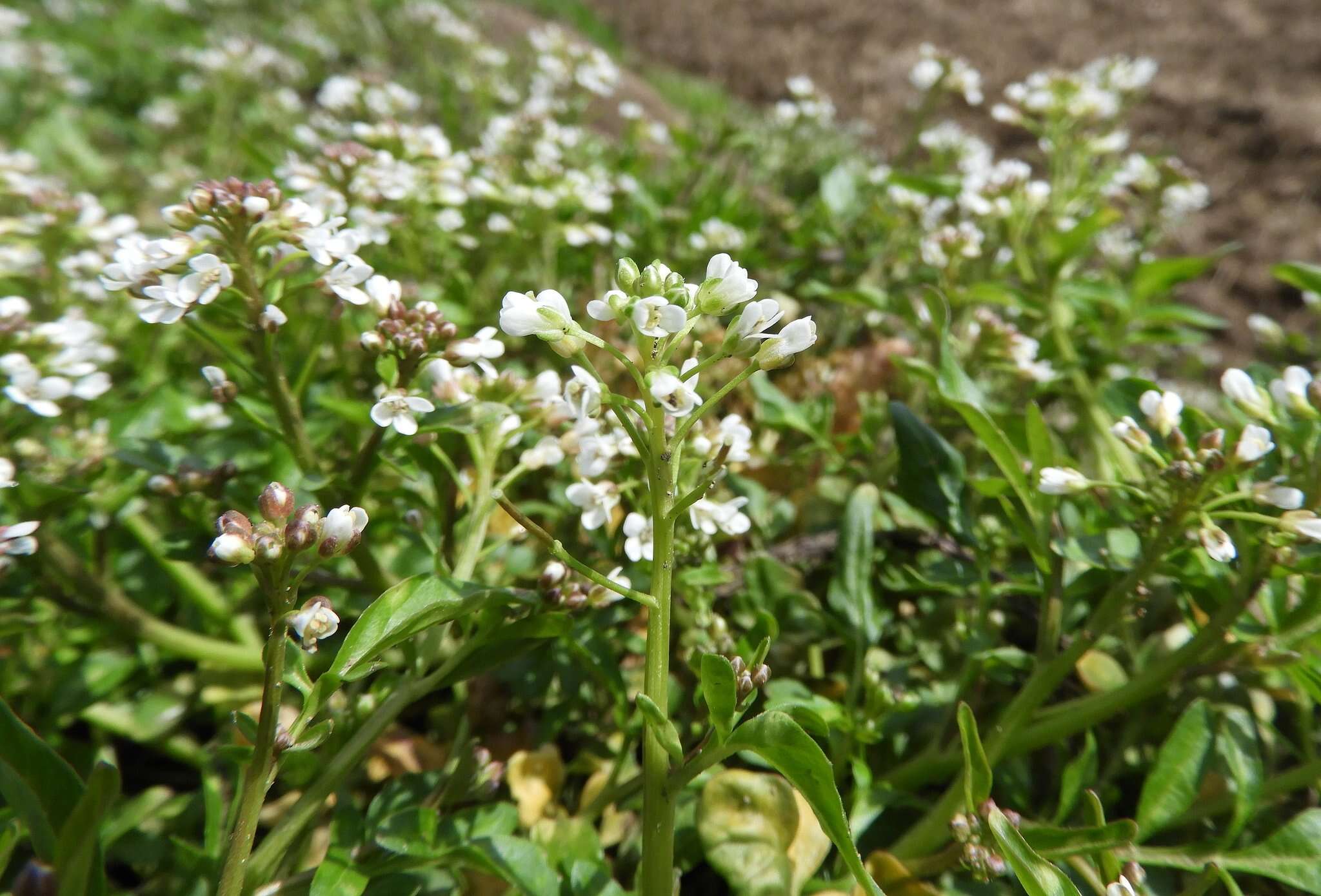 Image of Cardamine scutata Thunb.