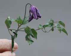 Image of Purple Clematis