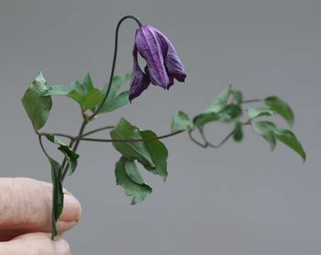 Imagem de Clematis viticella L.