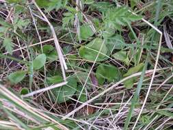 Imagem de Dichondra recurvata Tharp & M. C. Johnston