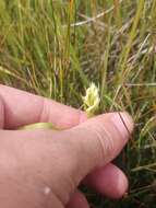 صورة Spiranthes diluvialis Sheviak