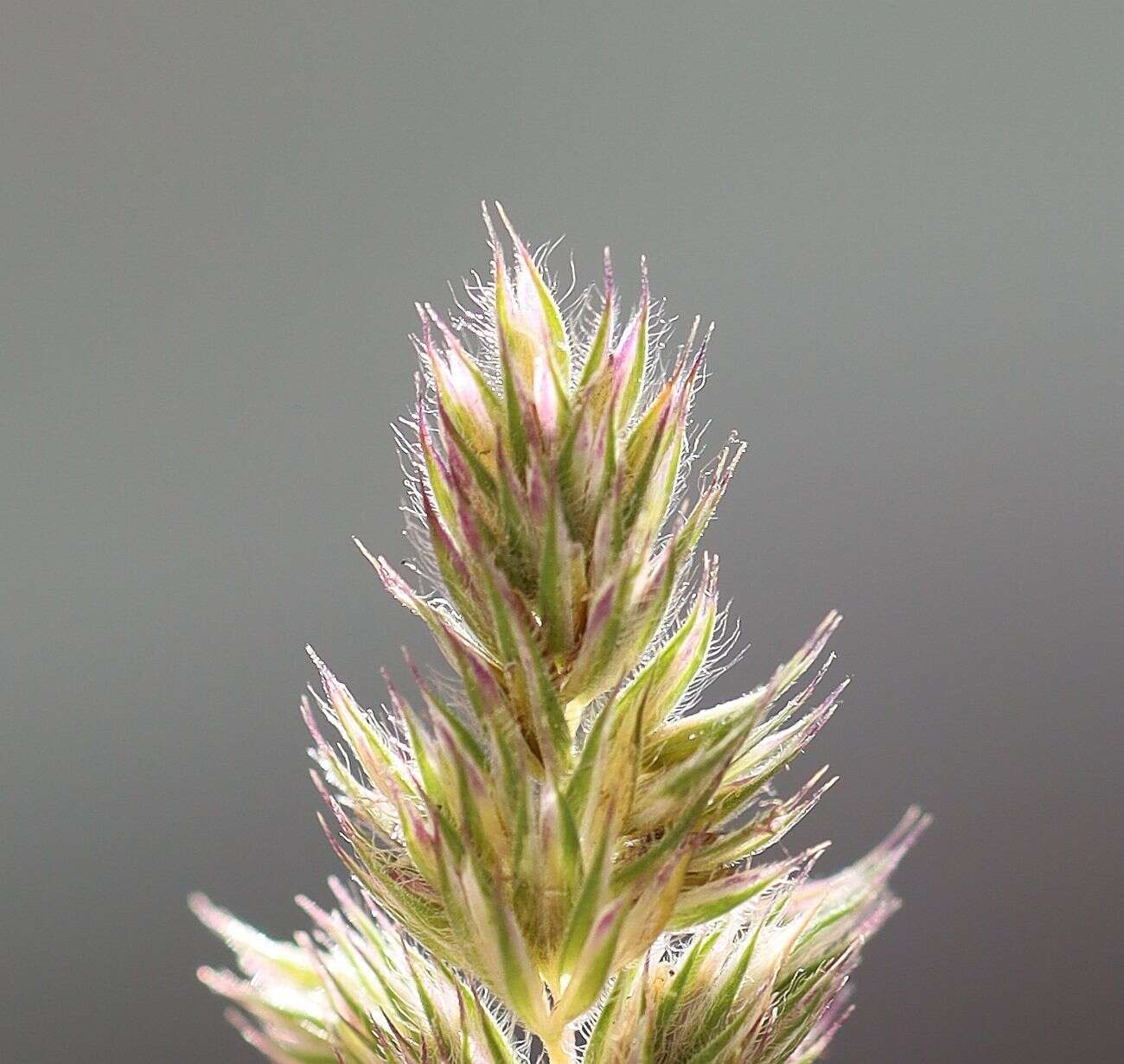 Phleum hirsutum Honck.的圖片