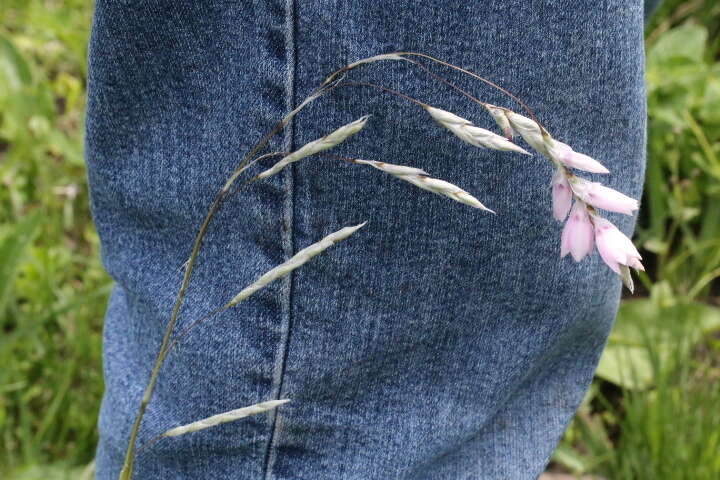 Imagem de Dierama igneum Klatt