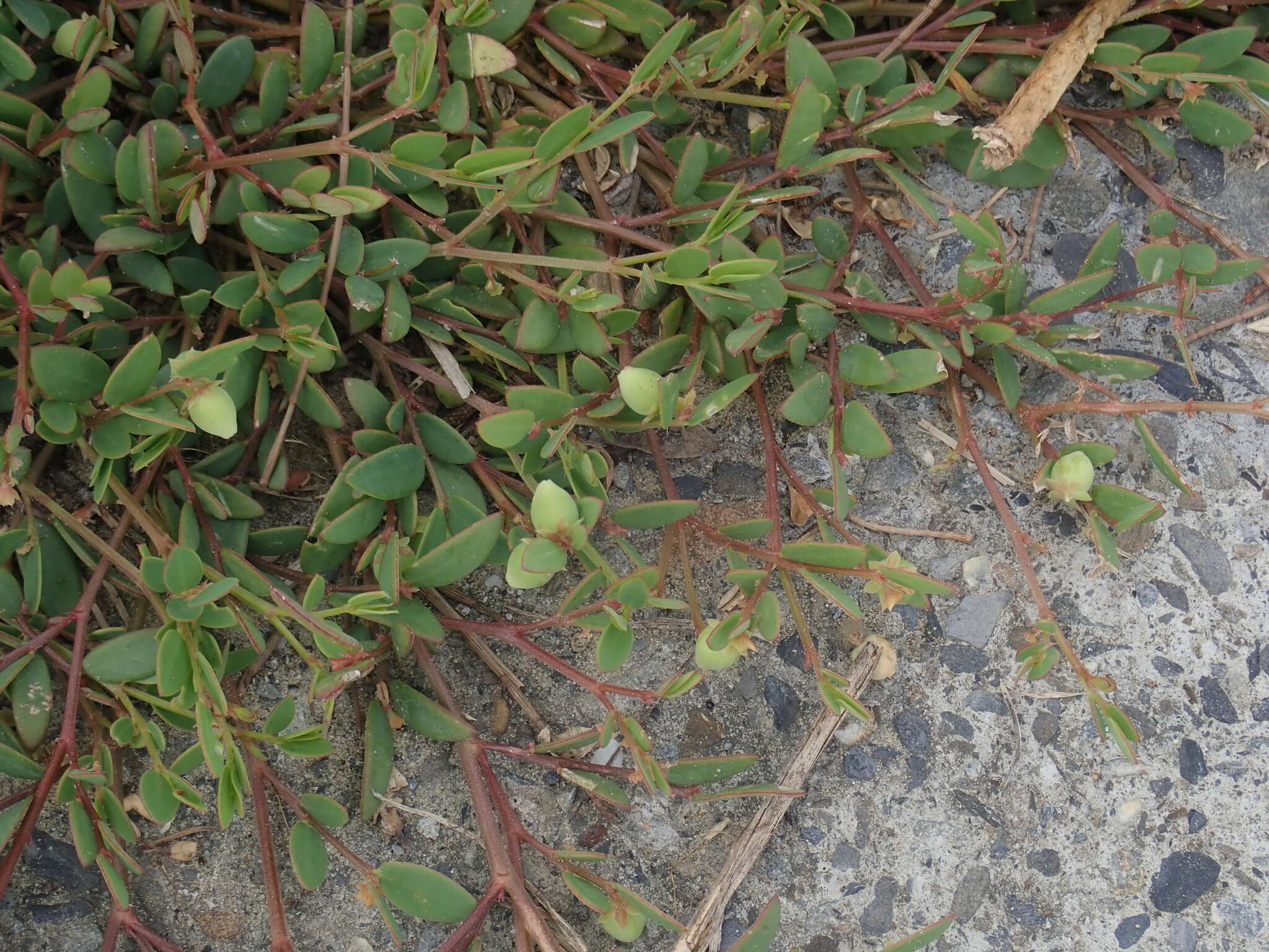 Image of Synostemon bacciformis (L.) G. L. Webster