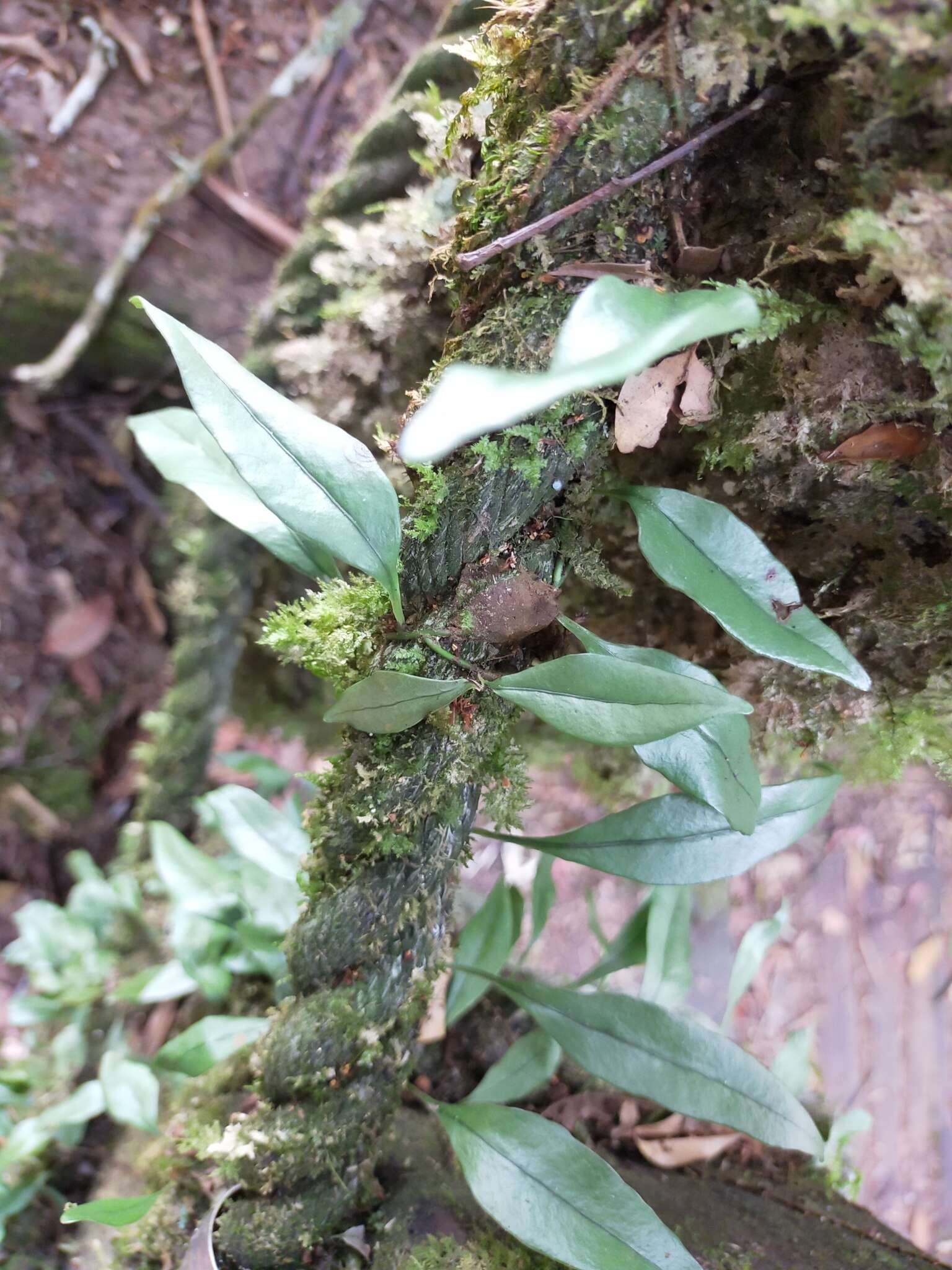 Lemmaphyllum diversum (Rosenst.) Tag. resmi