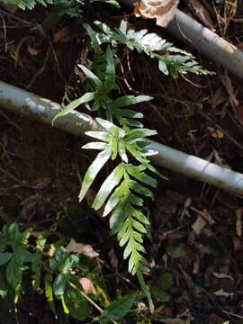 Image of Pteris dispar Kunze