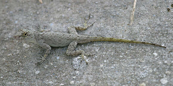 Image de Anolis distichus Cope 1861