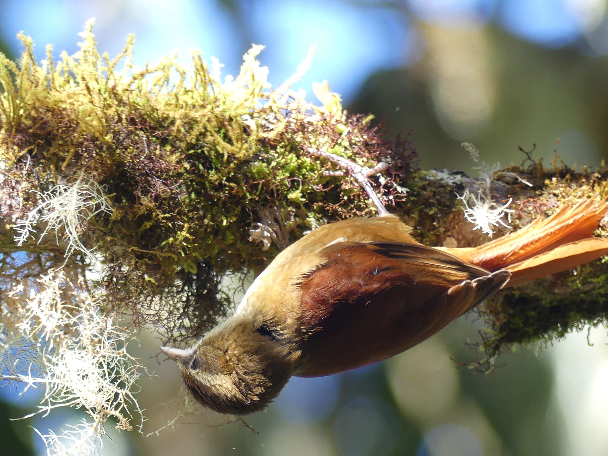 Image of Ruddy Treerunner