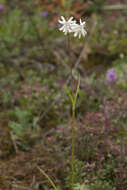 Image of Silene graminifolia Otth