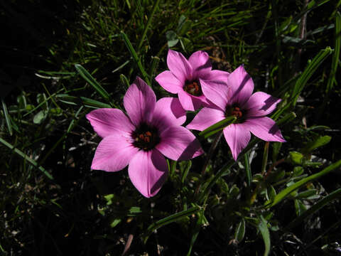 Image of Romulea tetragona M. P. de Vos