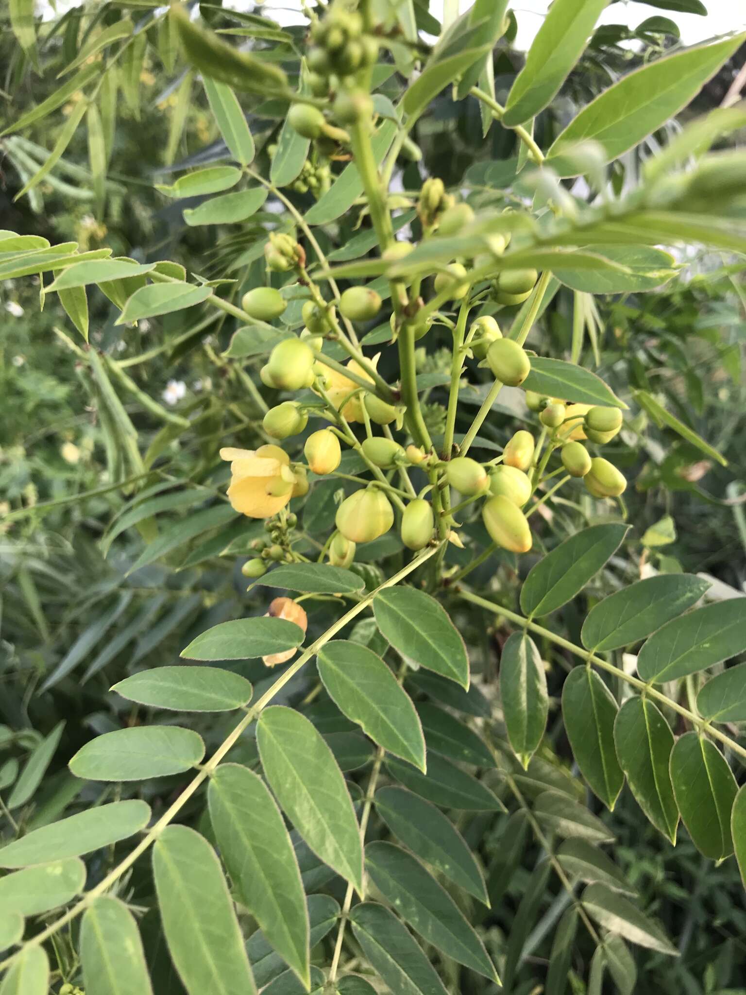 Image of privet senna