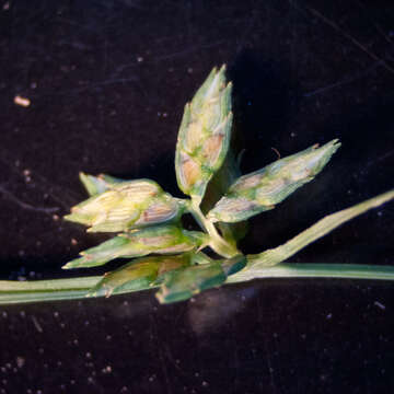 Image of Peduncled Spike Sedge