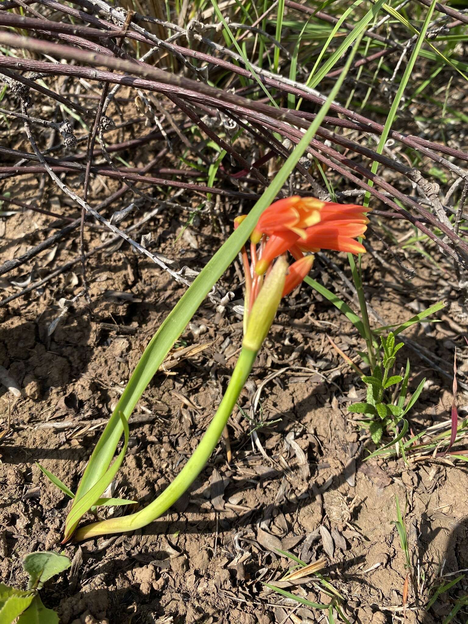 Image of Cyrtanthus bicolor R. A. Dyer