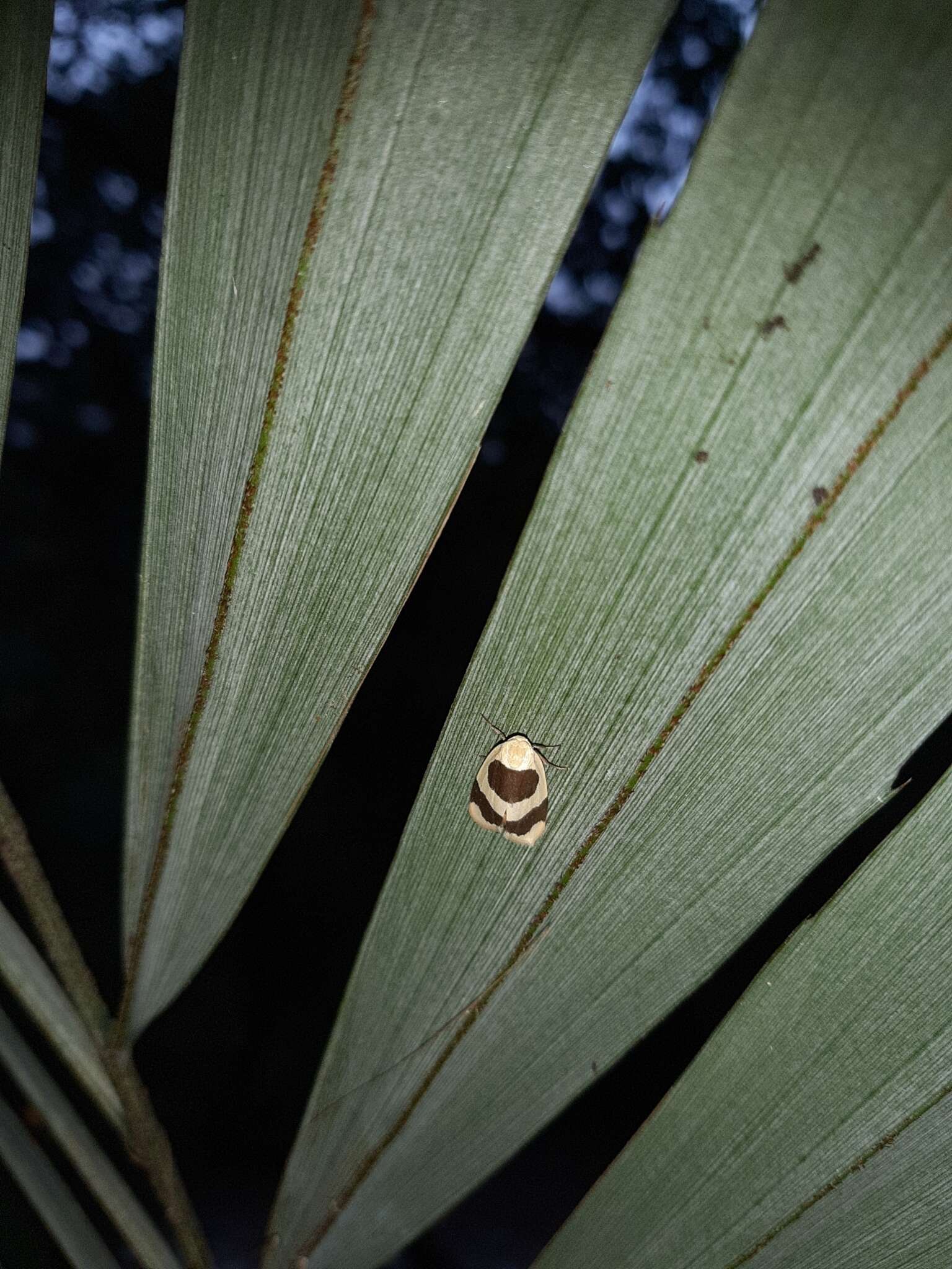 Image of Garudinia bimaculata Rothschild 1912