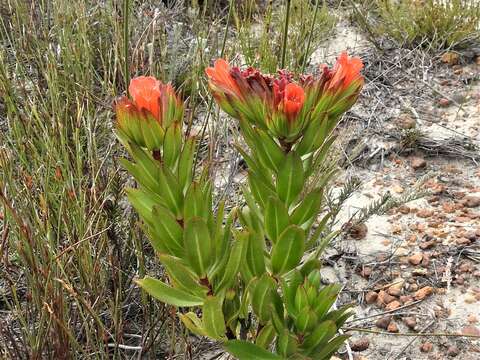 Image of Lobostemon sanguineus Schltr.