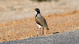 Image of Banded Lapwing