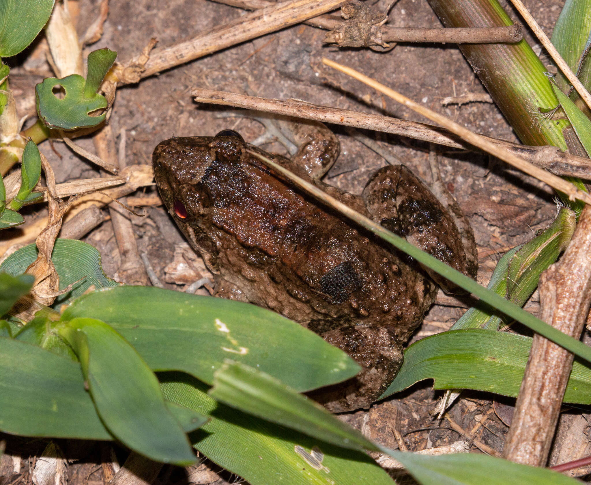 Image of Leptodactylus natalensis Lutz 1930