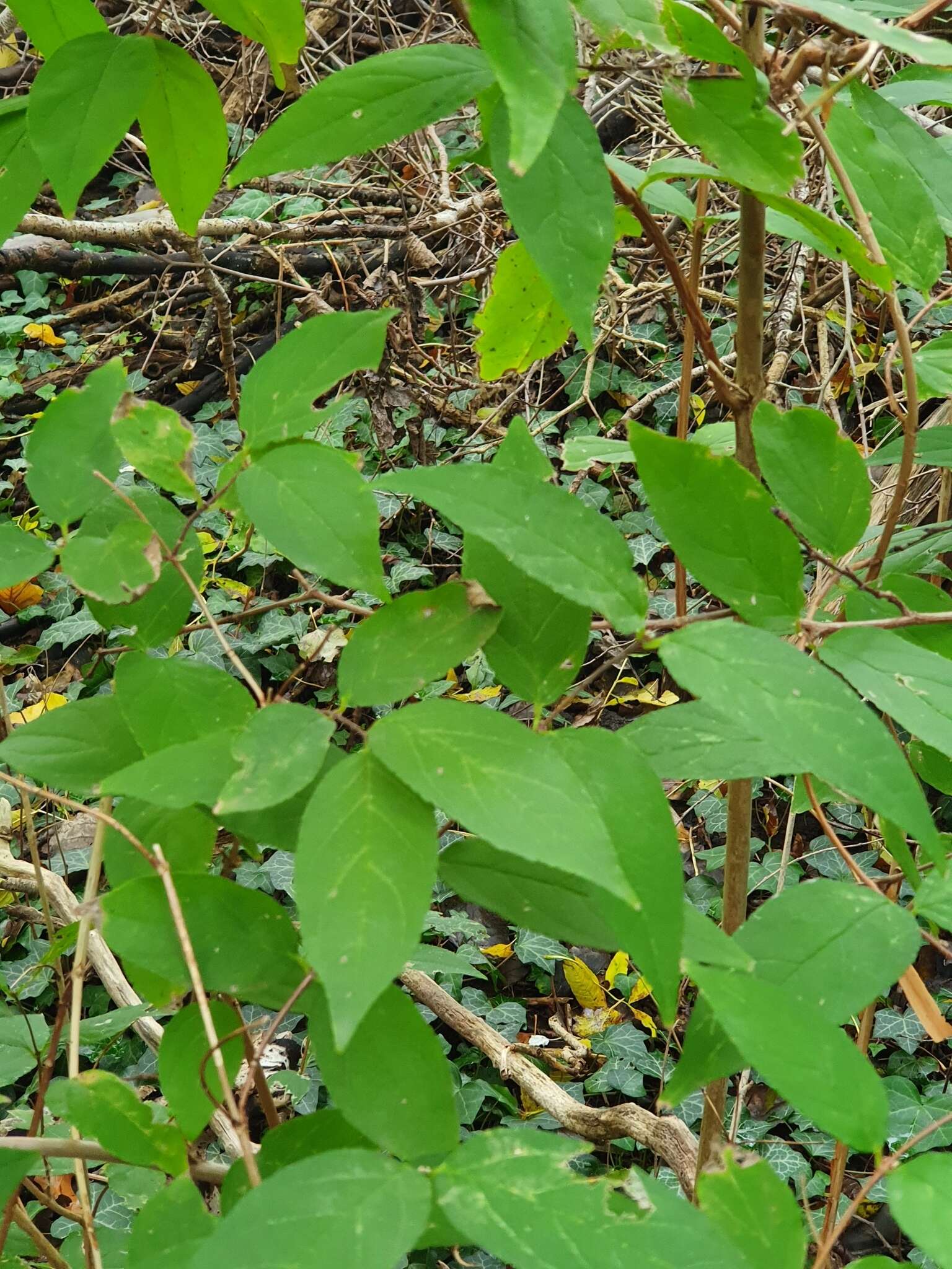 Image of fuzzy pride-of-Rochester