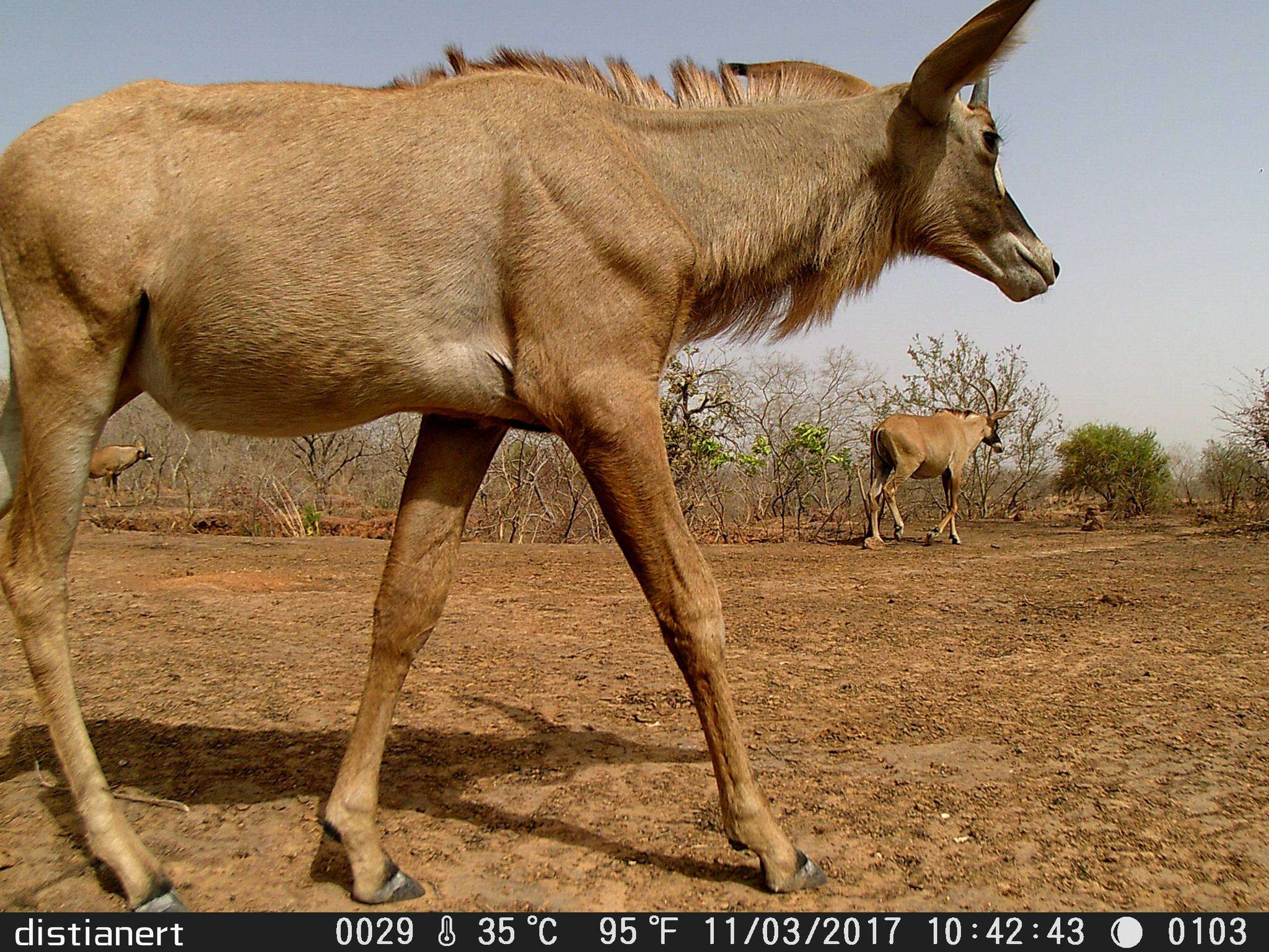 Image of Roan Antelope