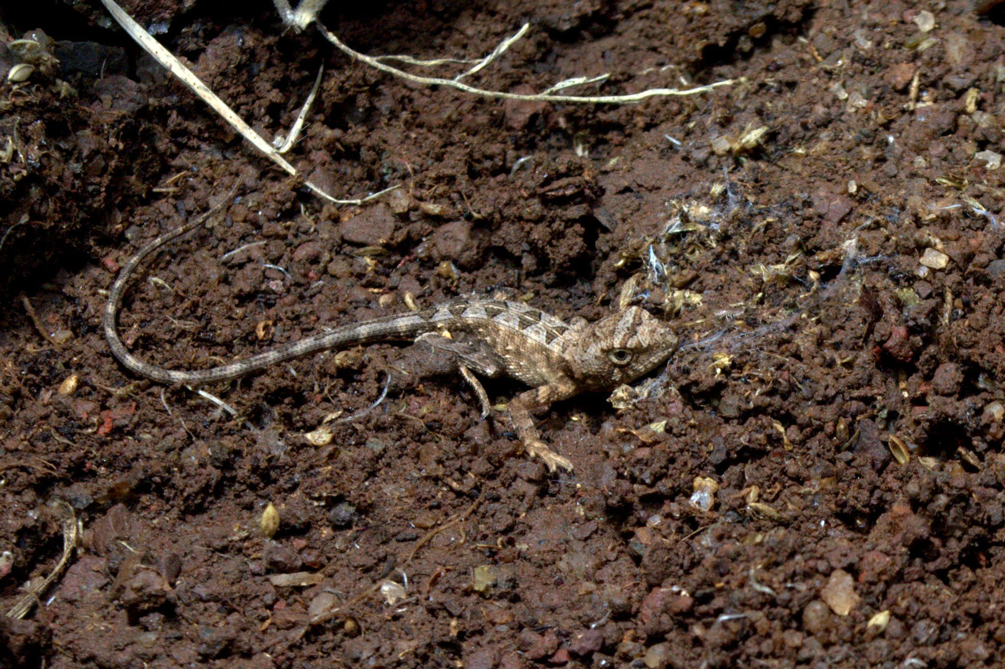 Image de Sitana laticeps Deepak & Giri 2016