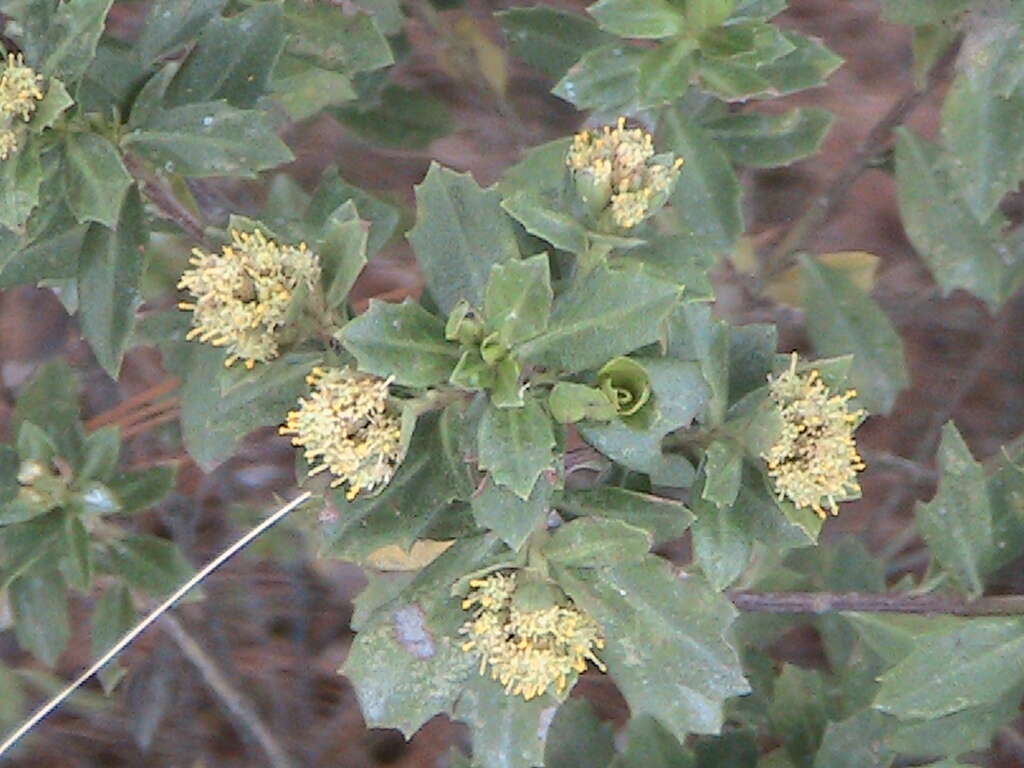 Image of Baccharis conferta Kunth