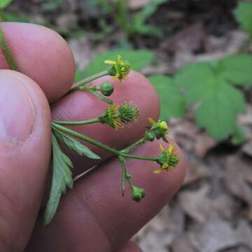 Image de Geum vernum (Raf.) Torr. & Gray