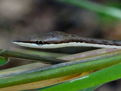 صورة Oxybelis microphthalmus Barbour & Amaral 1926