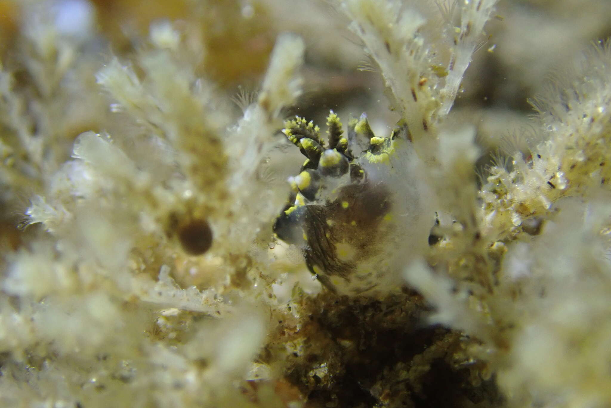 Image of Polycera tricolor Robilliard 1971