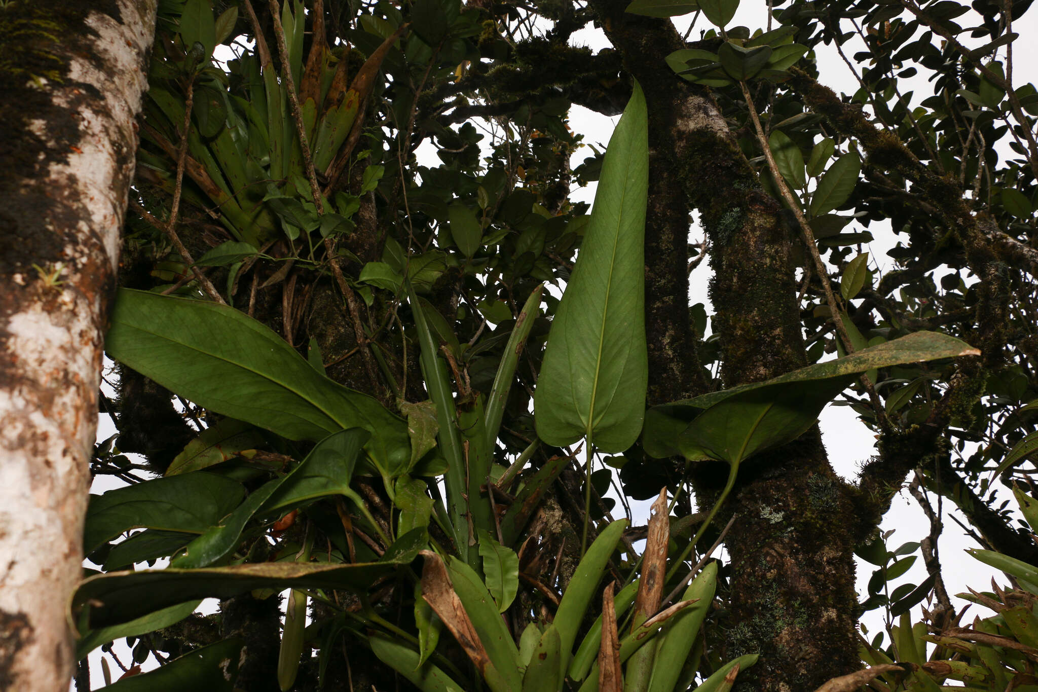 Image of Lengua-de-Vaca