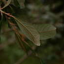 Image of Salix guinieri Chass. & Goerz