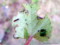 Image of Begonia geranioides Hook. fil.