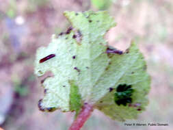 Слика од Begonia geranioides Hook. fil.