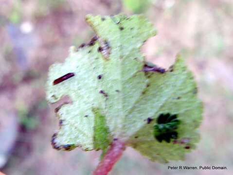 Image of Begonia geranioides Hook. fil.