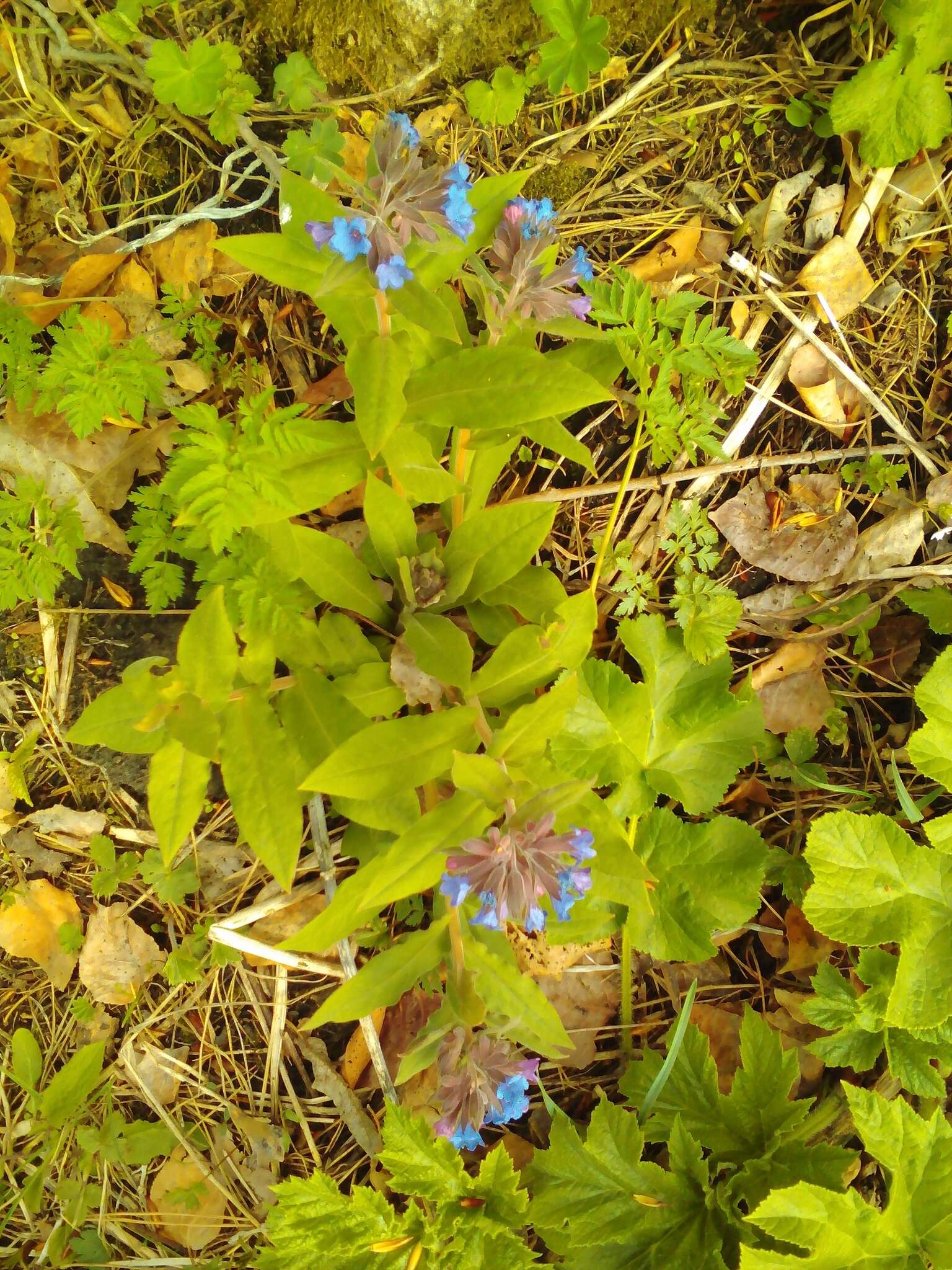 Image of Pulmonaria mollis Hornem.