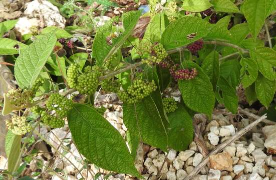 صورة Callicarpa acuminata Kunth