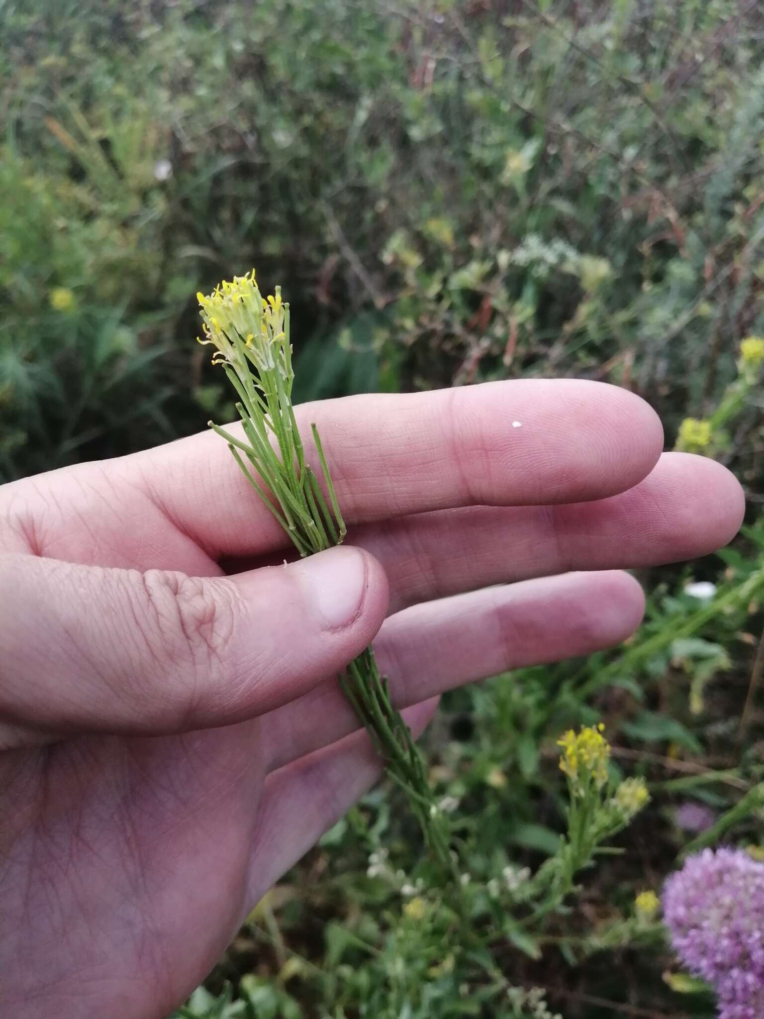 Image of hard wallflower