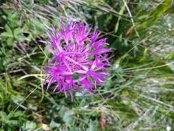 Слика од Centaurea cheiranthifolia subsp. willdenowii (Czer.) A. D. Mikheev