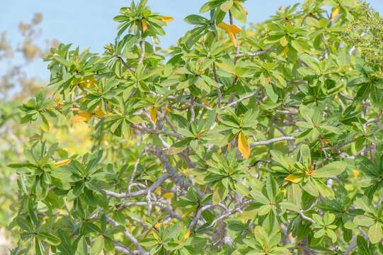 Image of Jatropha unicostata Balf. fil.