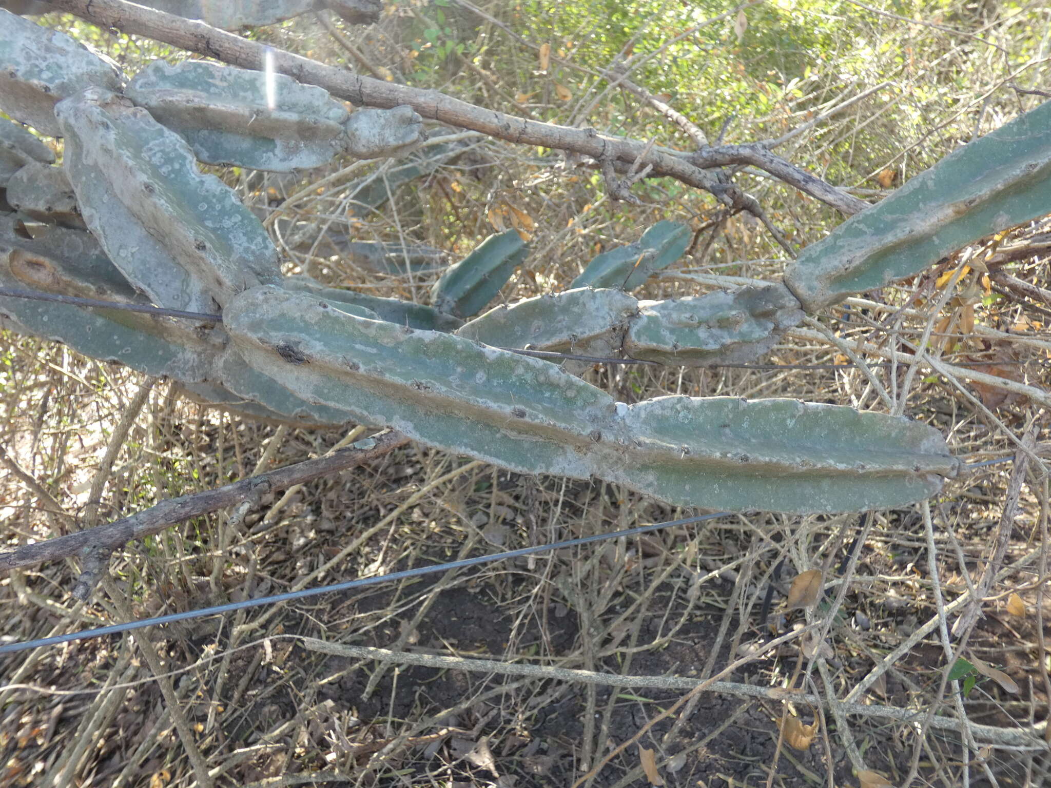 Image de Cereus hankeanus F. A. C. Weber