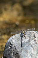 صورة Neogomphus molestus (Hagen ex Selys 1854)