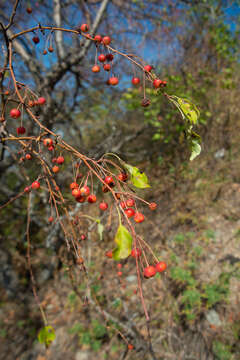 Image of Malus sieversii (Ledeb.) Roem.