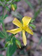 Слика од Hypericum australe Ten.