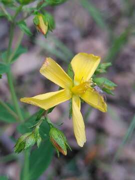 Слика од Hypericum australe Ten.