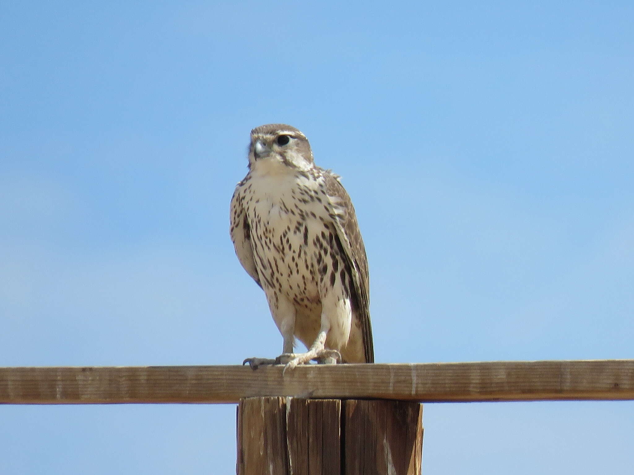 Image of Prairie Falcon